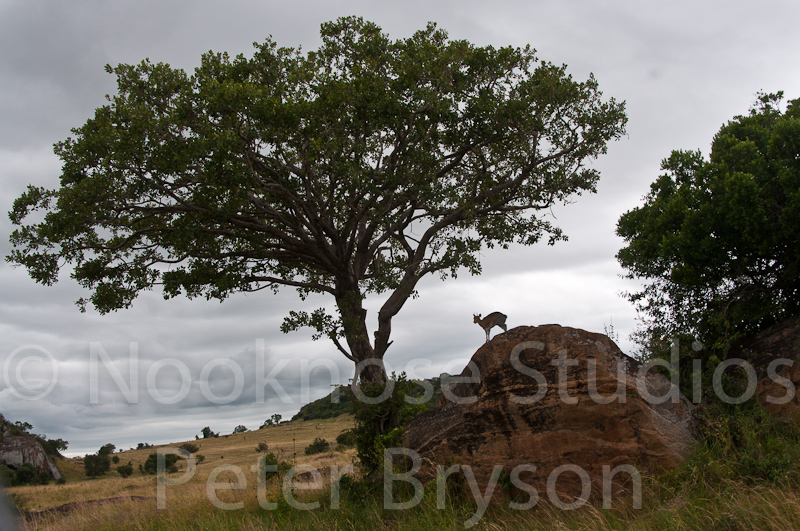 African Antelope  03